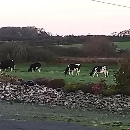 Murphys Irish Tralee